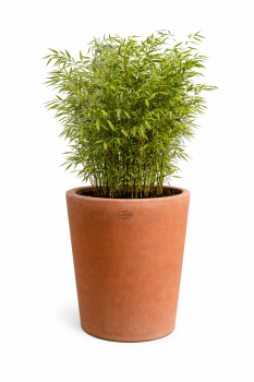 Preview: VASO MAREMMA – moderner hoher Terracottatopf